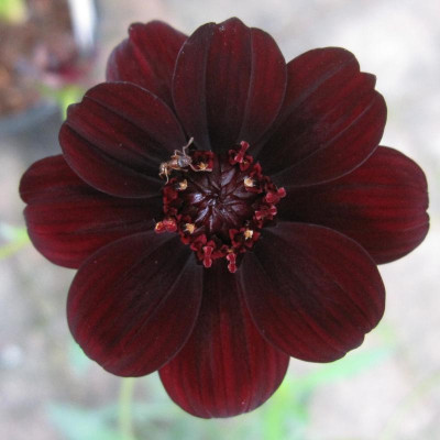 Cosmos atrosanguineus_6628.jpg