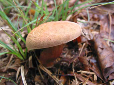 PILZ_MI_3008_V.jpg