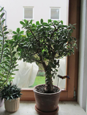 Am Fenster IMG_6692 2.jpg