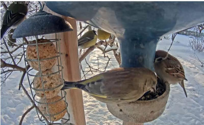 Vogelfütterung1.jpg