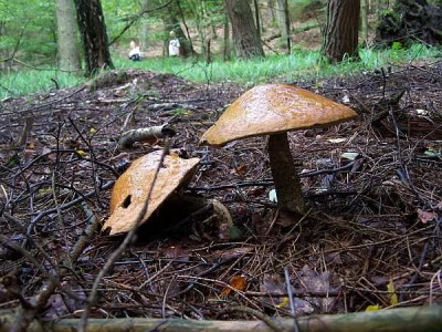 leccinum_irgendwas.jpg