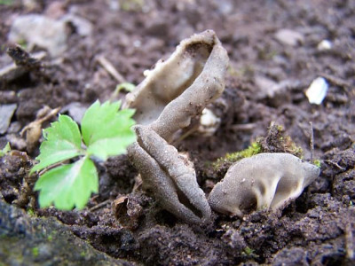 helvella_costifera.jpg