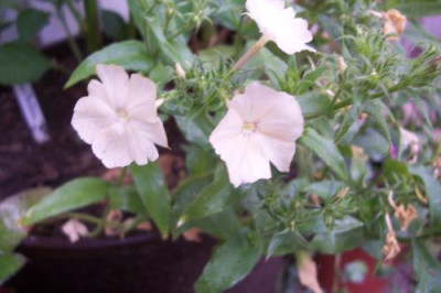 000_1328_einjahriger_Phlox.jpg