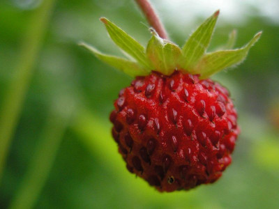 wallpaper_makro_erdbeere_p6021292.jpg