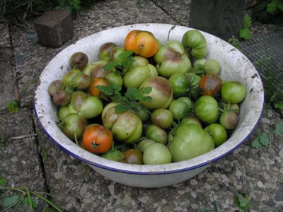 wallpaper_gemuese_tomaten_p8242686.jpg