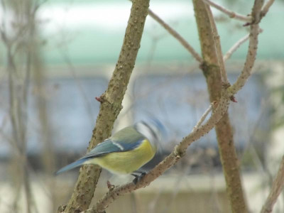 Blaumeise beim Hämmern.jpg