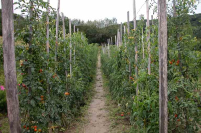 tomaten1-30-08-06.jpg