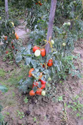 fleissige_Tomate1.jpg