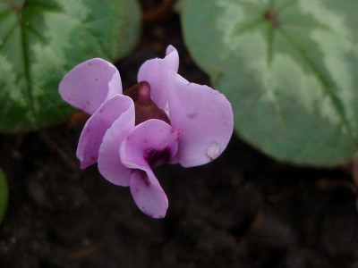 P1050316.JPG