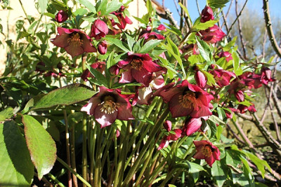 helleborus roter januar 14.1.16.JPG