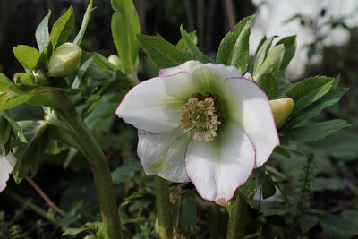 helleborus Frühlingsfee jan16.JPG