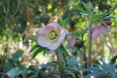 helleborus molineuxbeet 14.1.16.JPG