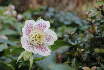 helleborus sommersprossen gegenüber haustür.JPG