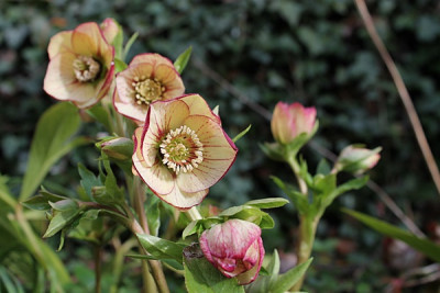 helleborus picotee neon.JPG