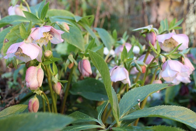 helleborus rosa sämling jan 16.JPG