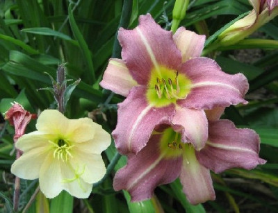 Hemerocallis_rosa_mit_Oenothera_odorata_Highdown_apricot.JPG
