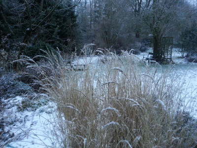 Gras vorn.jpg