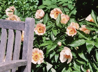 Paeonia_x_lactiflora_Mai_Fleuri.jpg