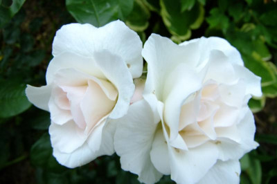 DSCF1827.JPG