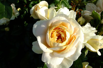 DSCF1864.JPG