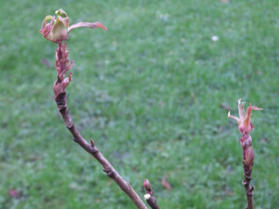 DSCF2726.JPG