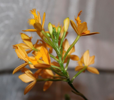 Ephidendrum 20.04.2015.jpg