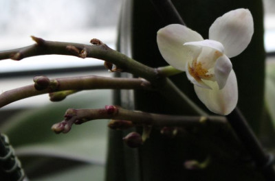 Orchidee 14.01.2016.jpg
