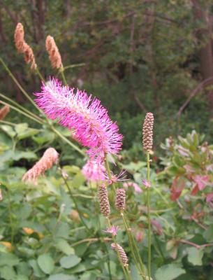 Sanguisorba_hakusanensis.jpg