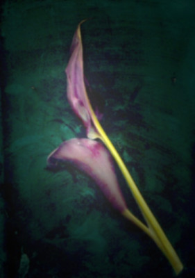 calla.jpg