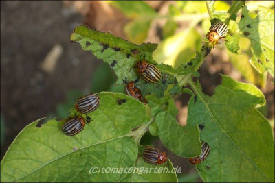 x_insekten2kl.jpg