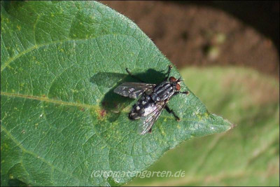 x_insekten1kl.jpg
