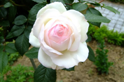 DSCF2717.JPG