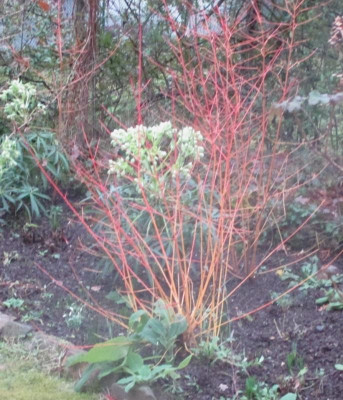 Cornus eichenbeet 160116.jpg