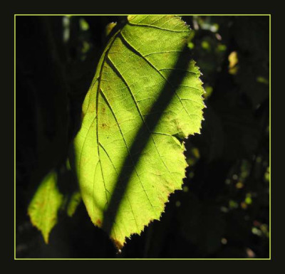 BLATT_DO_3108_R.jpg