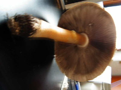 Pilz1.JPG