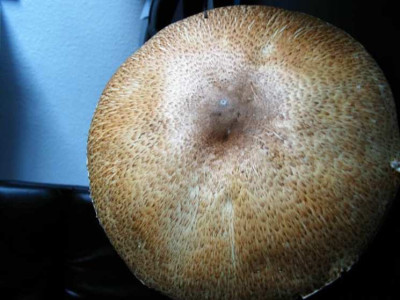Pilz2.JPG