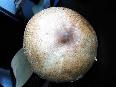 pilz3.JPG