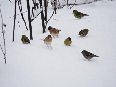 Vogelfütterung2_2016.jpg