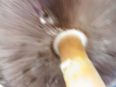 pilz4.JPG