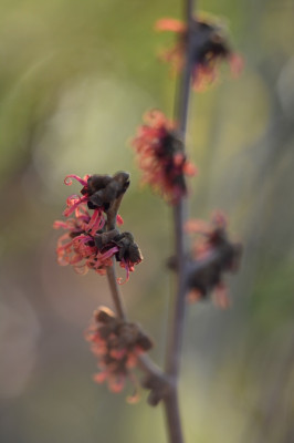 Hamamelis  Kopie.jpg