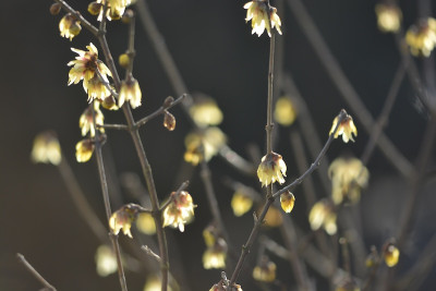 Chimonanthus.jpg