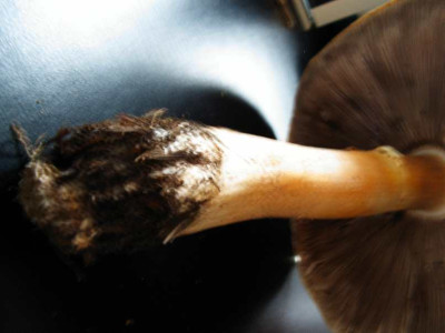 pilz5.JPG