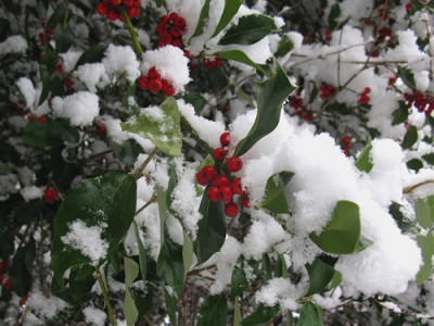 Ilex (Kopie).jpg