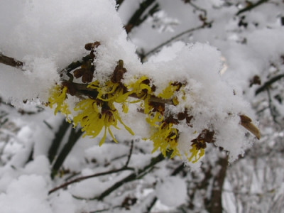 Hamamelis Arnold Promise (Kopie).jpg