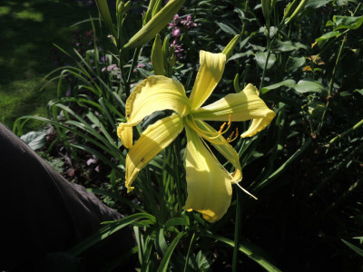 Hem.Juanita Allinder 15.JPG