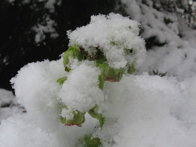 Helleborus foetidus (Kopie).jpg