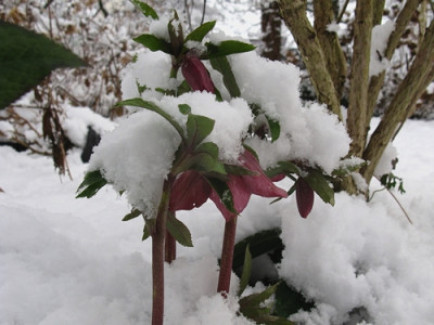 Helleborus (Kopie).jpg