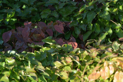  4 Epimedium.jpg