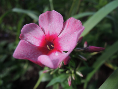 Ph.red caribbean.JPG
