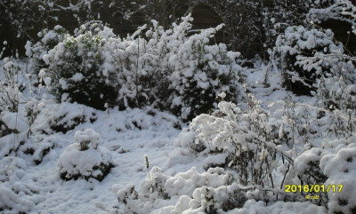 Schneeblüten.jpg